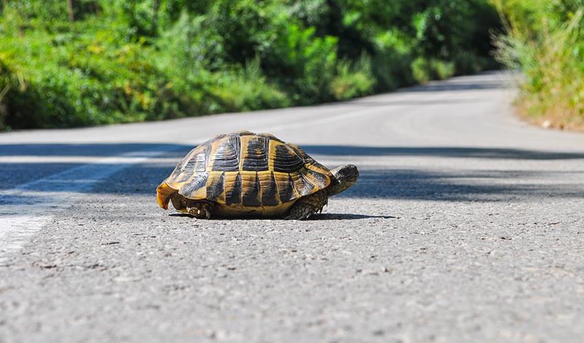 What to do in case of a wildlife collision and how to avoid one - CAA ...