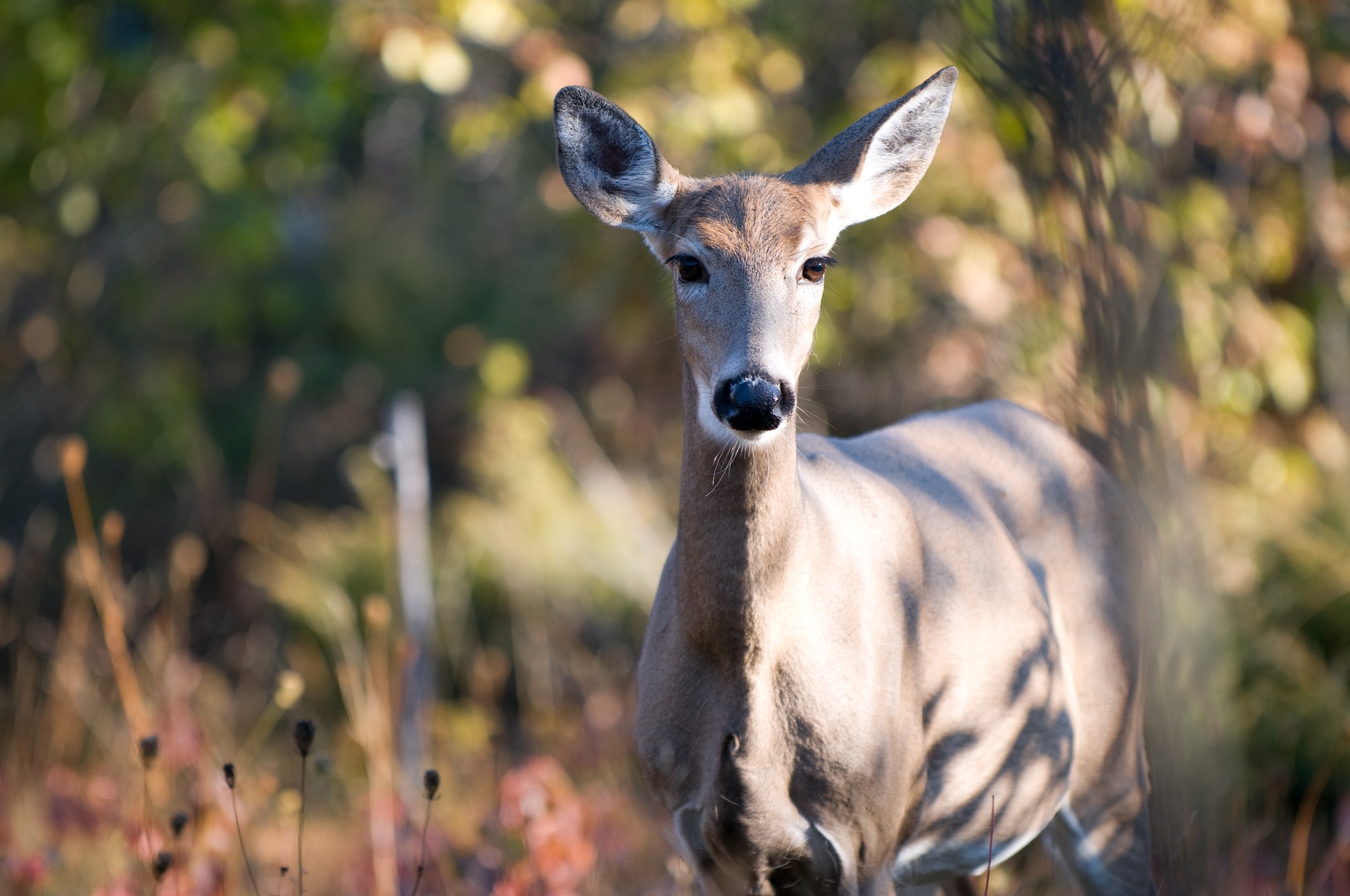 Ontario Wild Animals List