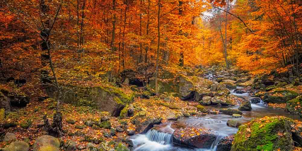5 of the Best Places to See Fall Foliage in and Around the GTA - CAA