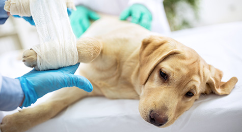 Dog with an injured paw