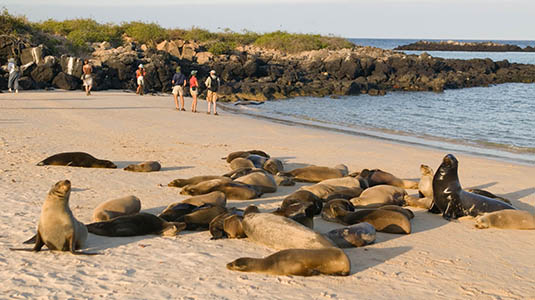 Galapagos sea lions on a beach.