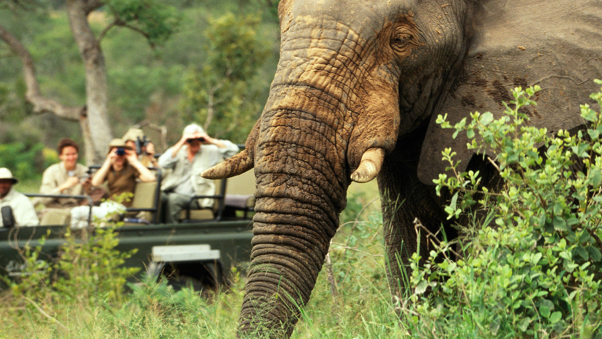 Safari looking at Elephant